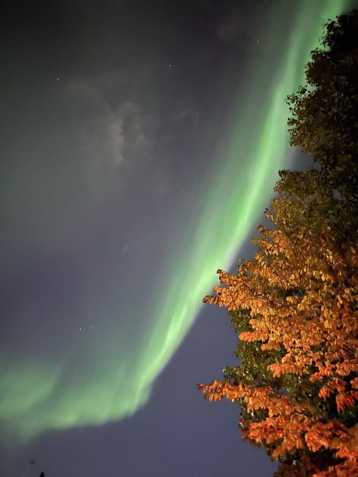 Aurora above autumn trees