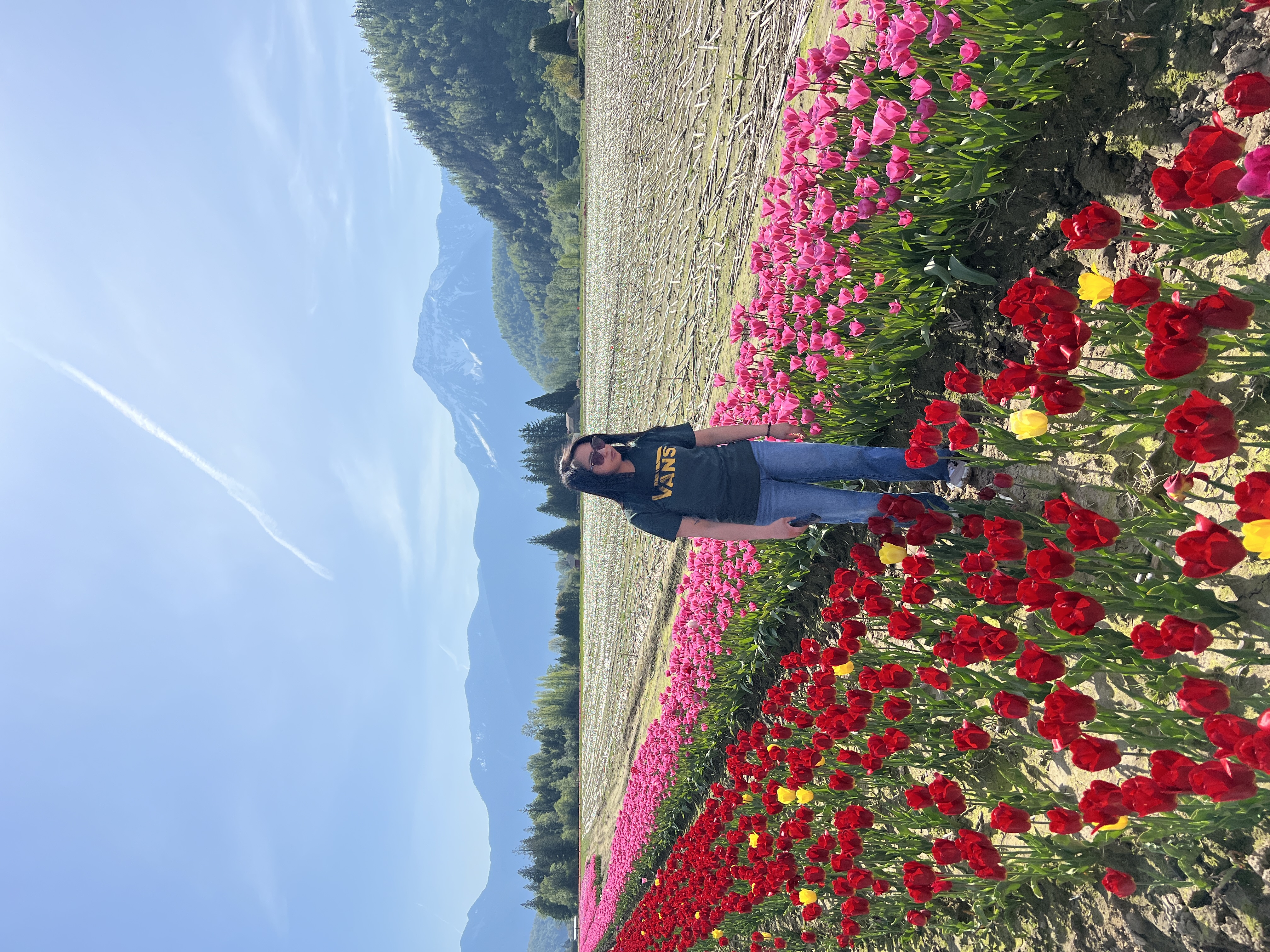 People walking through rows of tulips