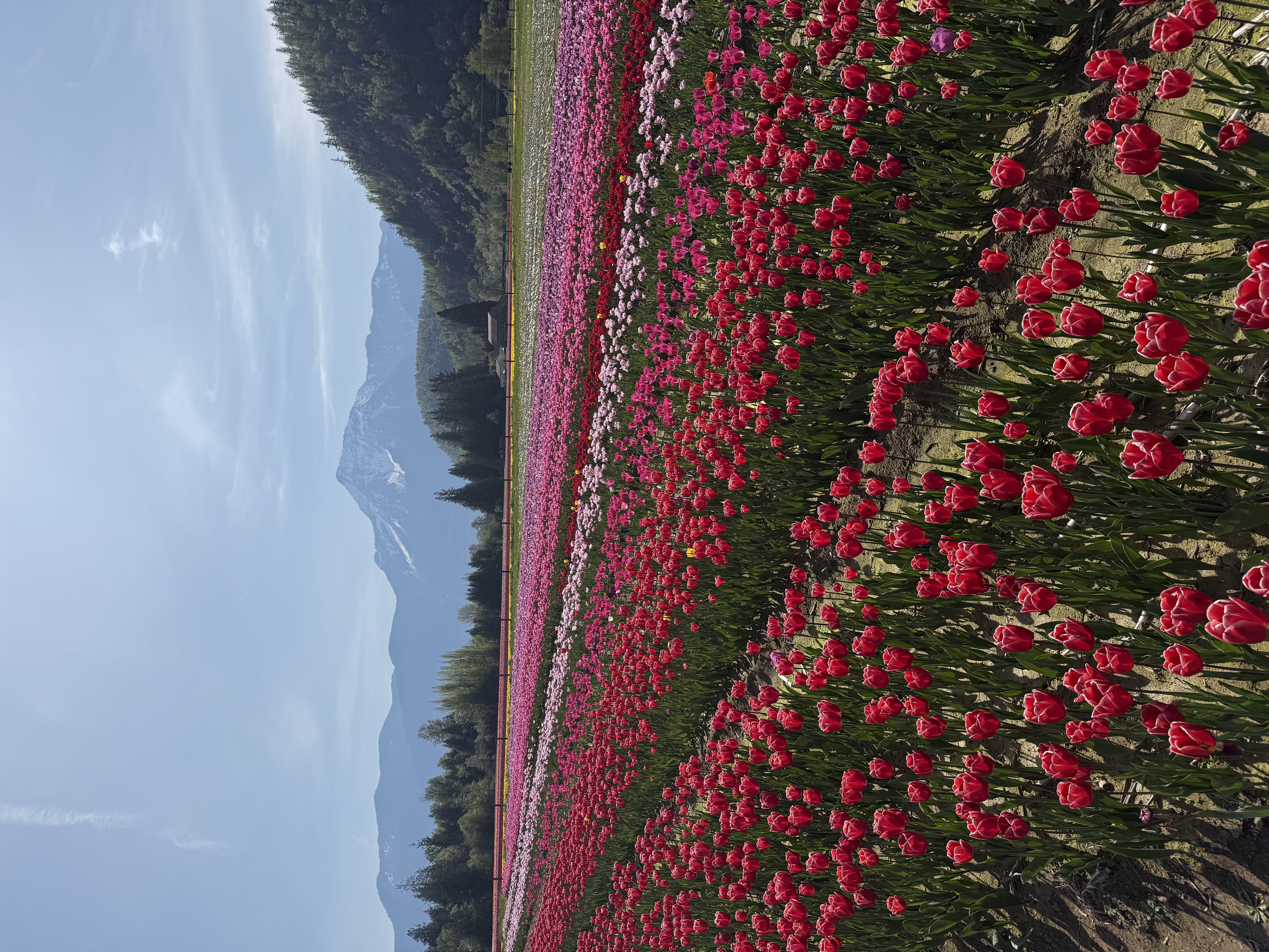 Close-up of colourful tulips
