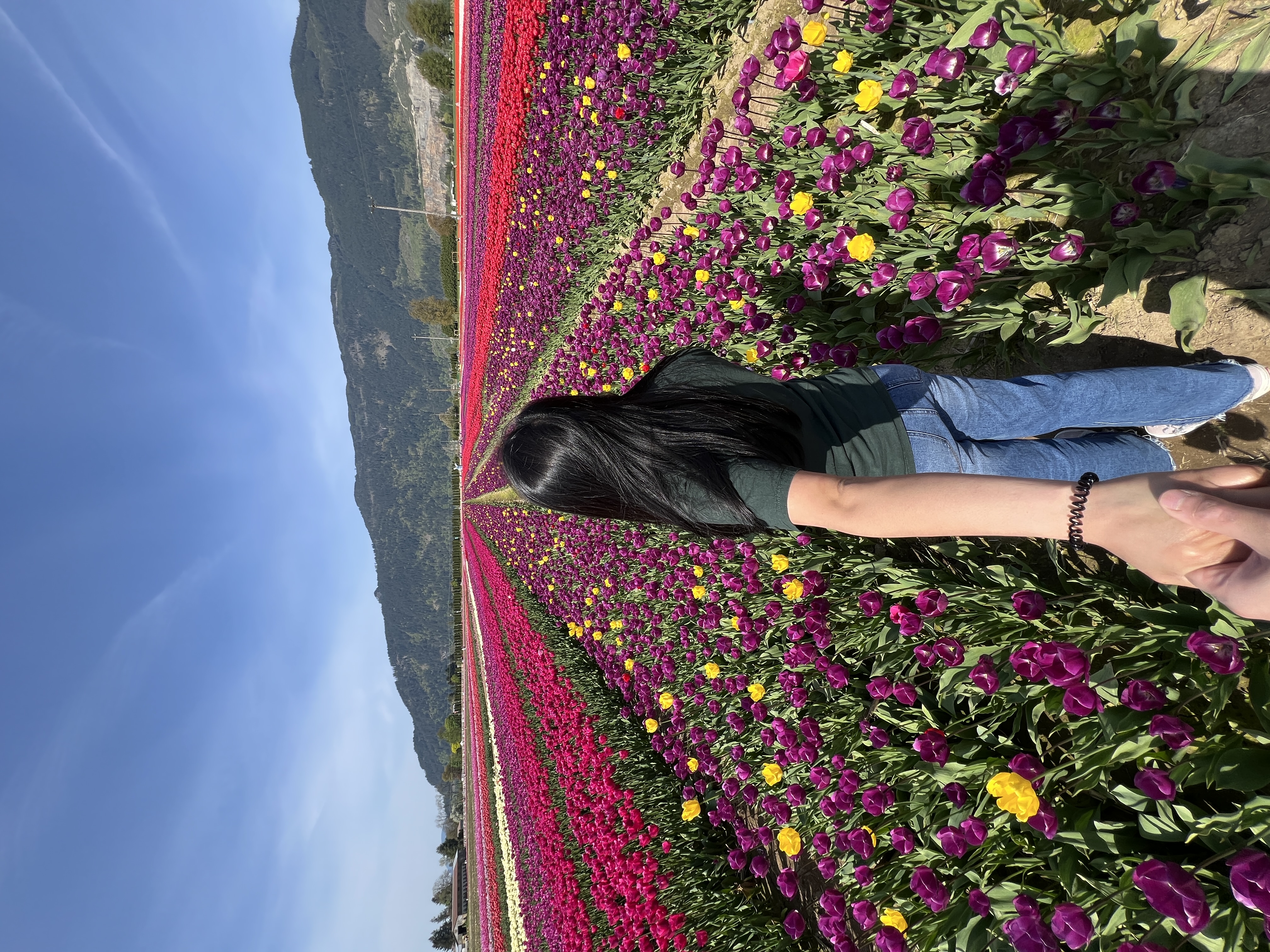 People standing in a tulip field with mountains in the background