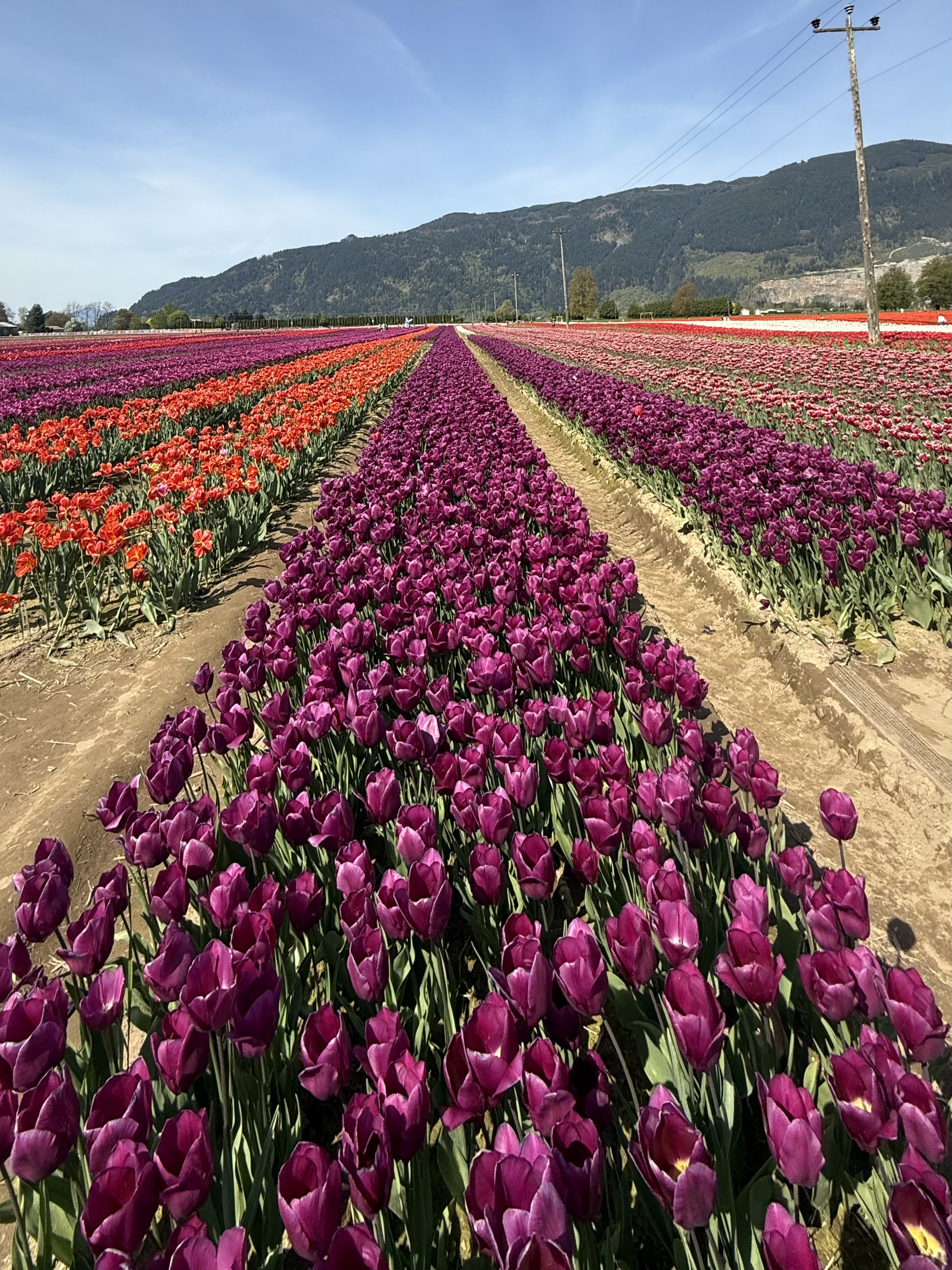 Red and yellow tulips across the field