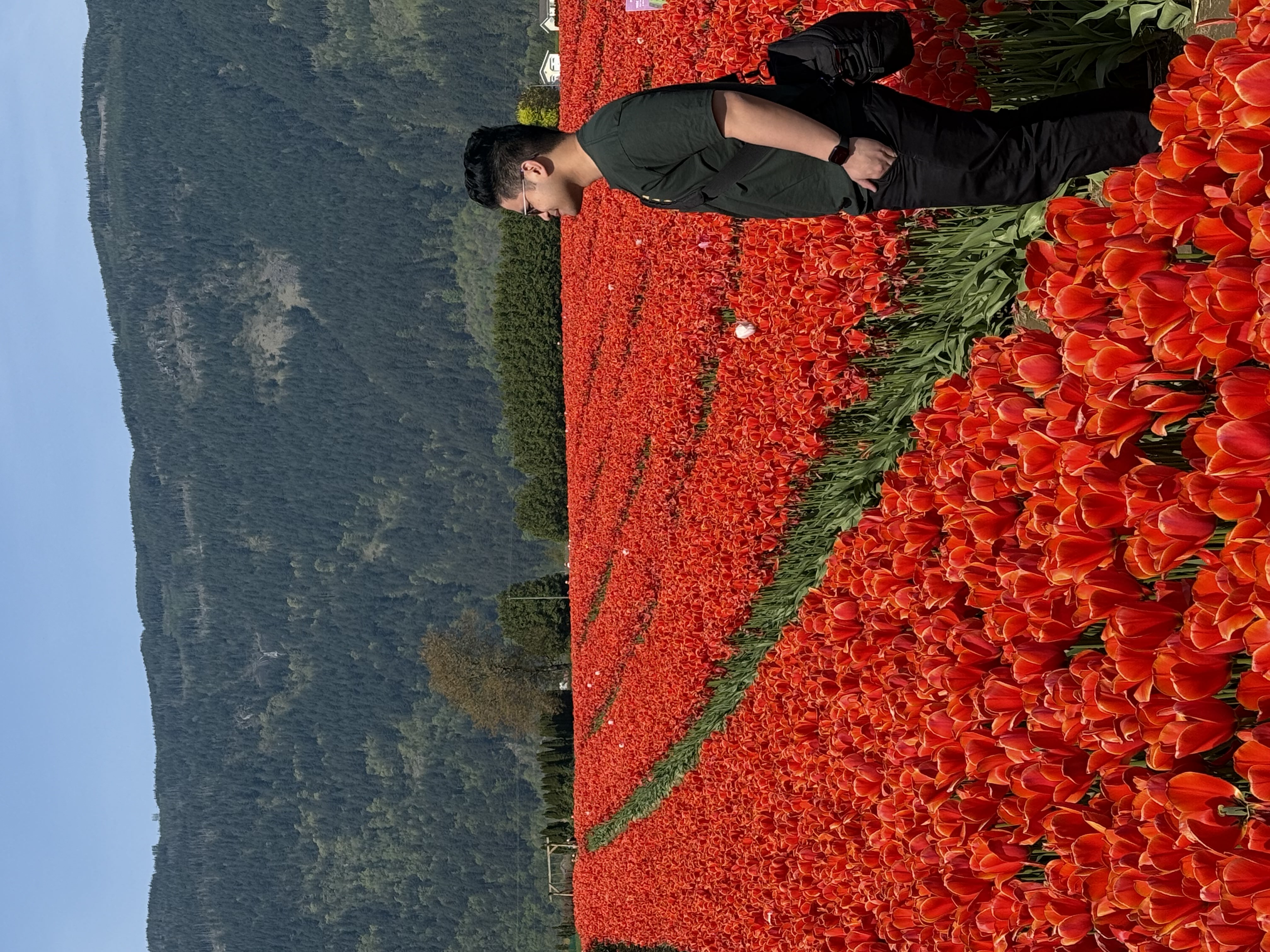 People walking through tulip rows