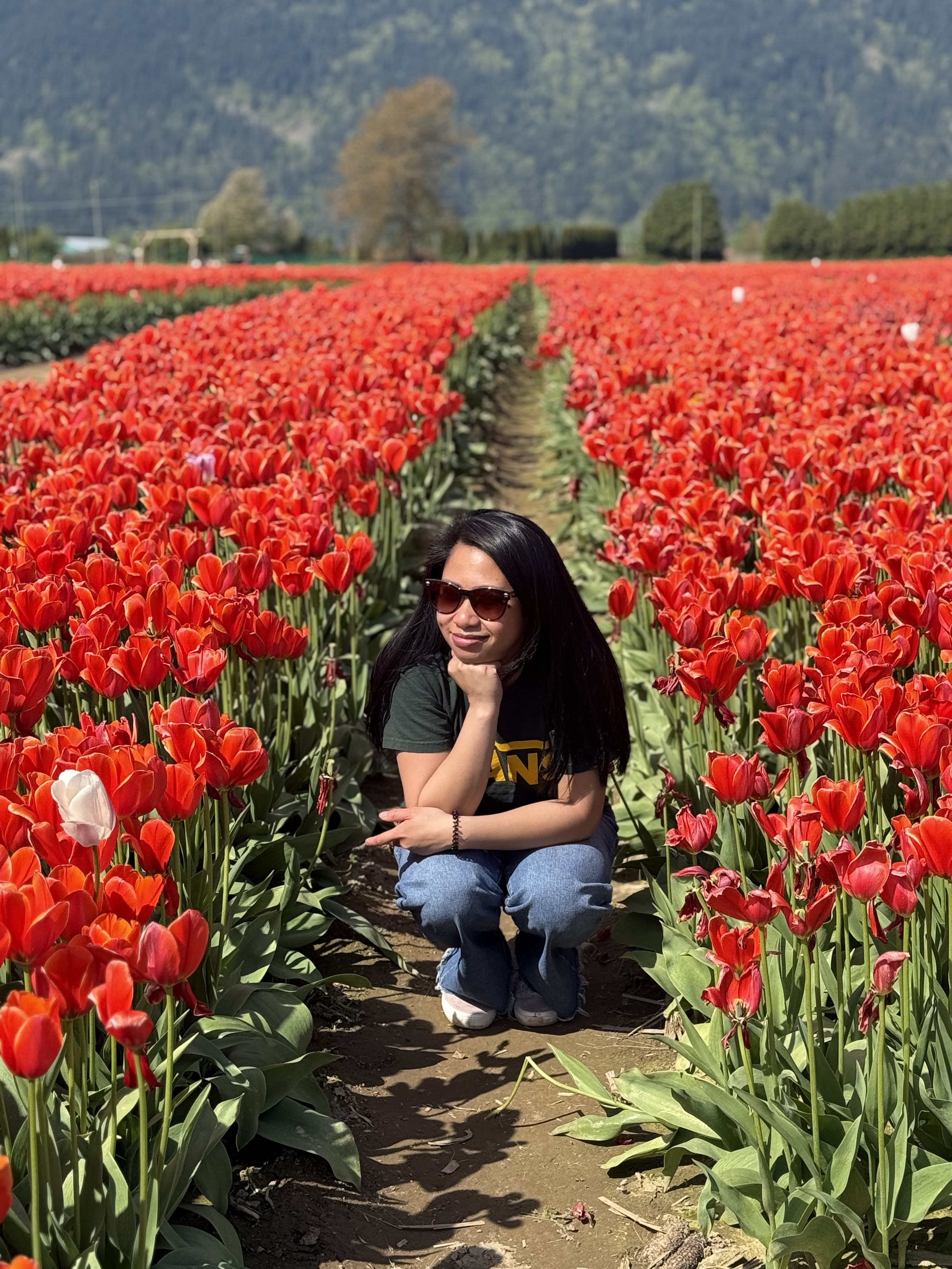 Pink and white tulips in the field