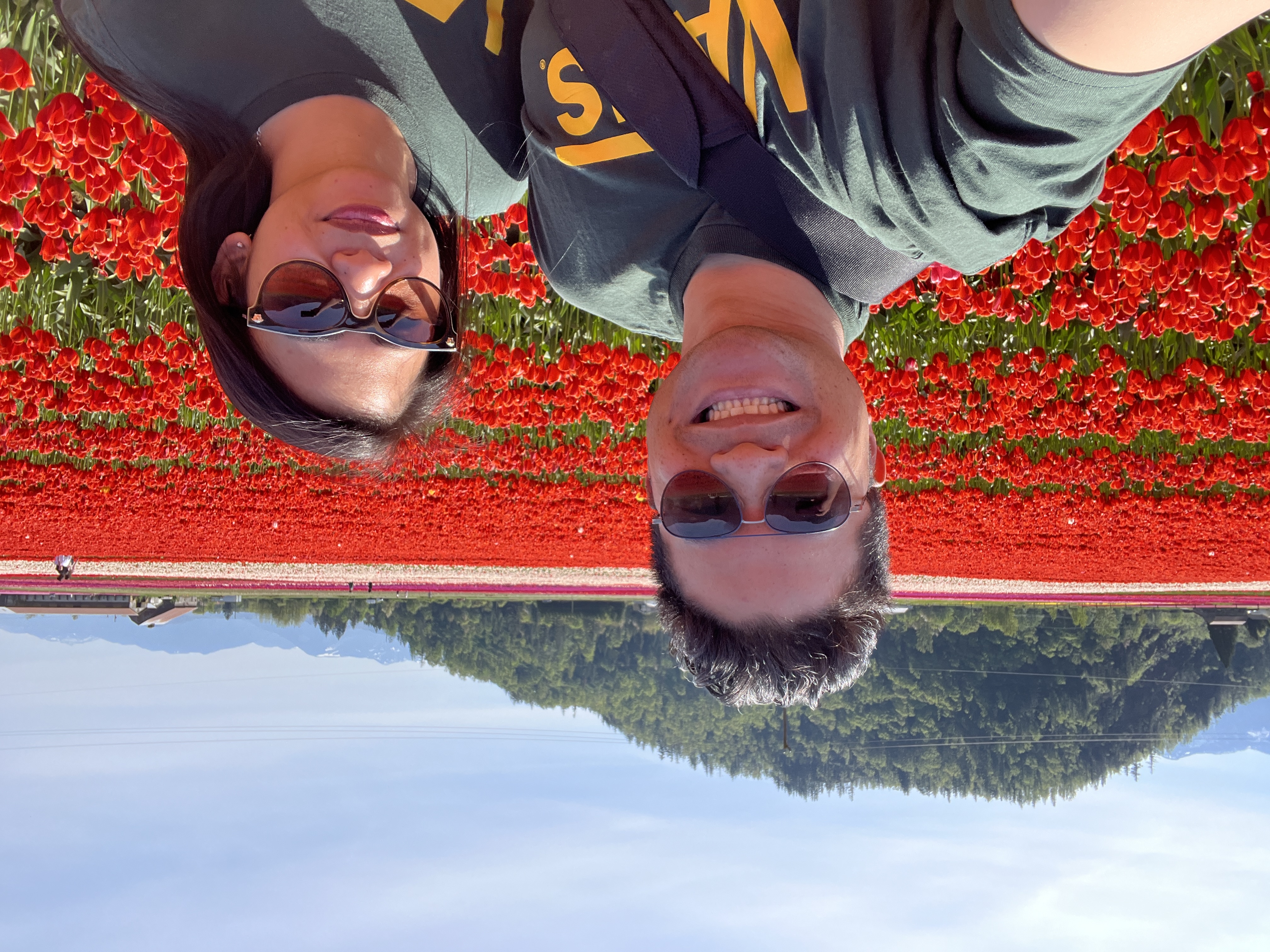 Wide view of colourful tulip fields