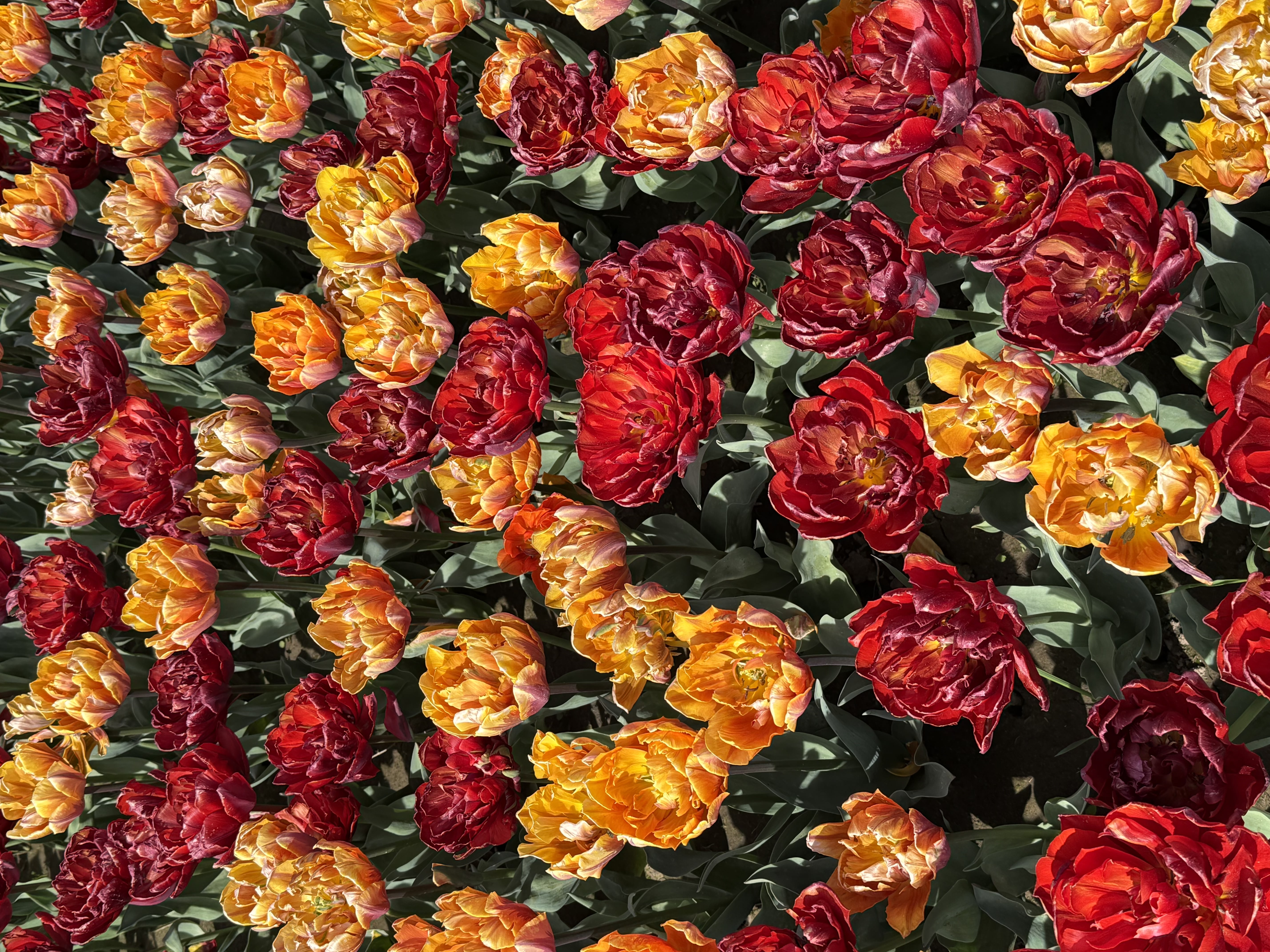 Flowering trees beside the tulip field