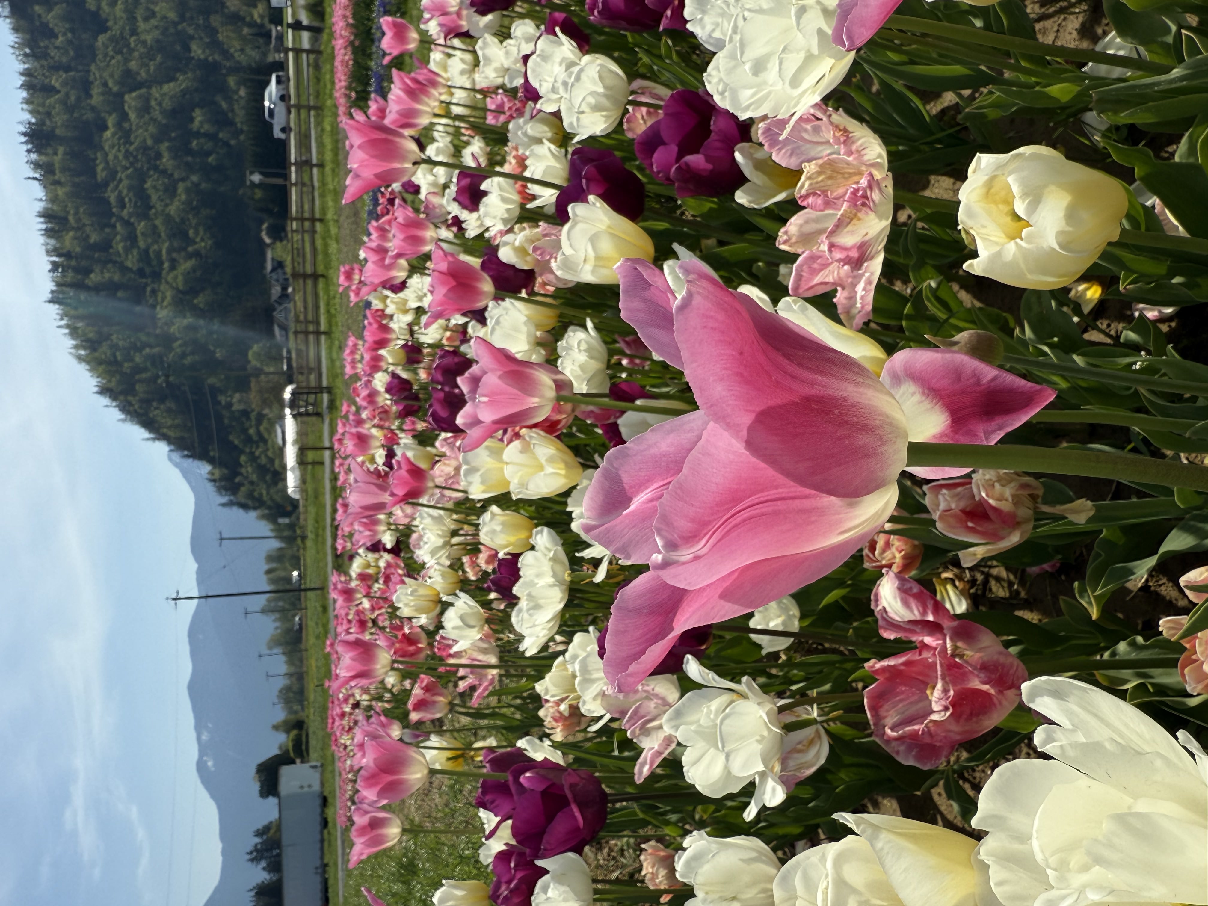 Crowd walking through the tulip festival