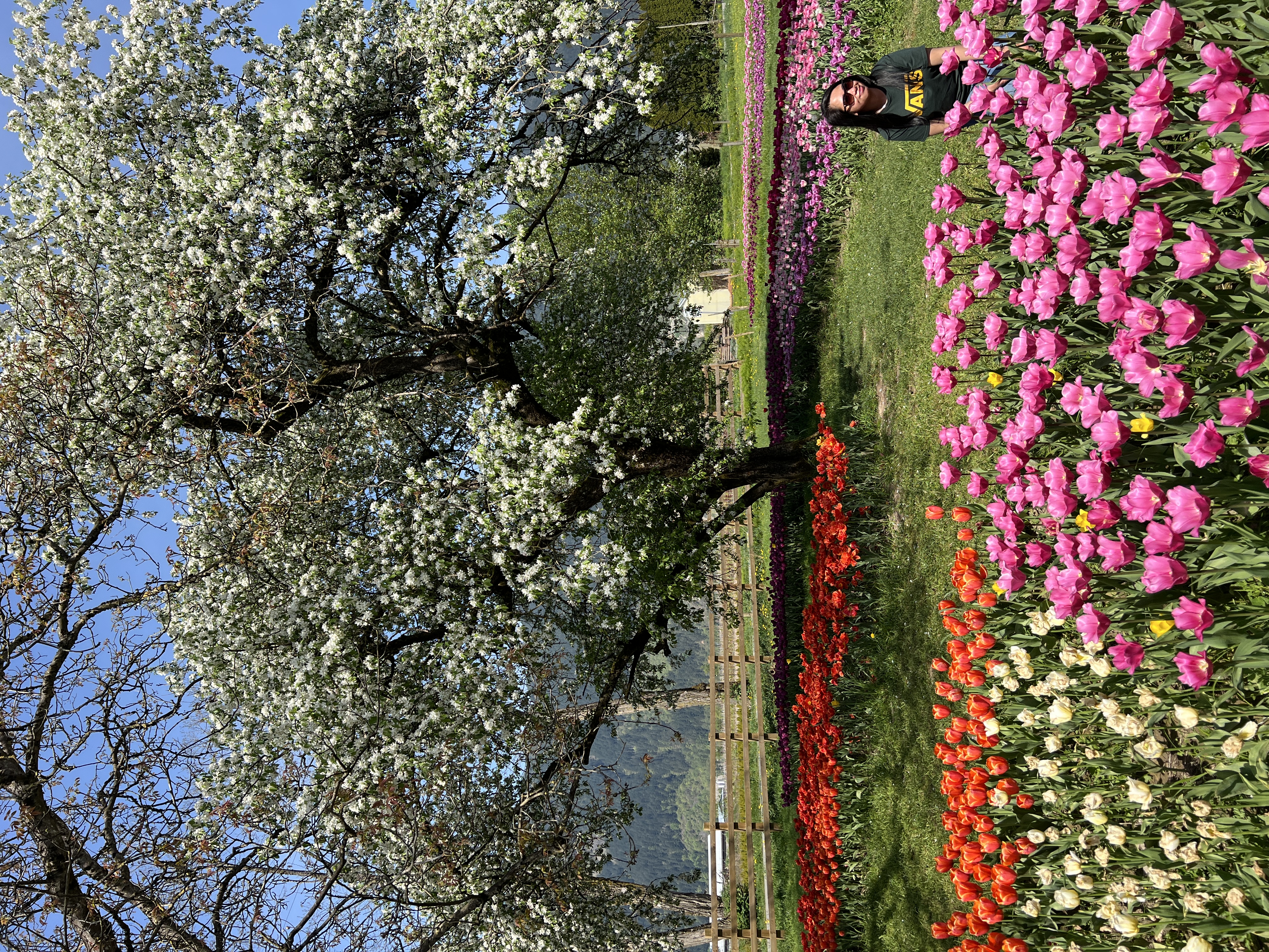 Tulips in full bloom