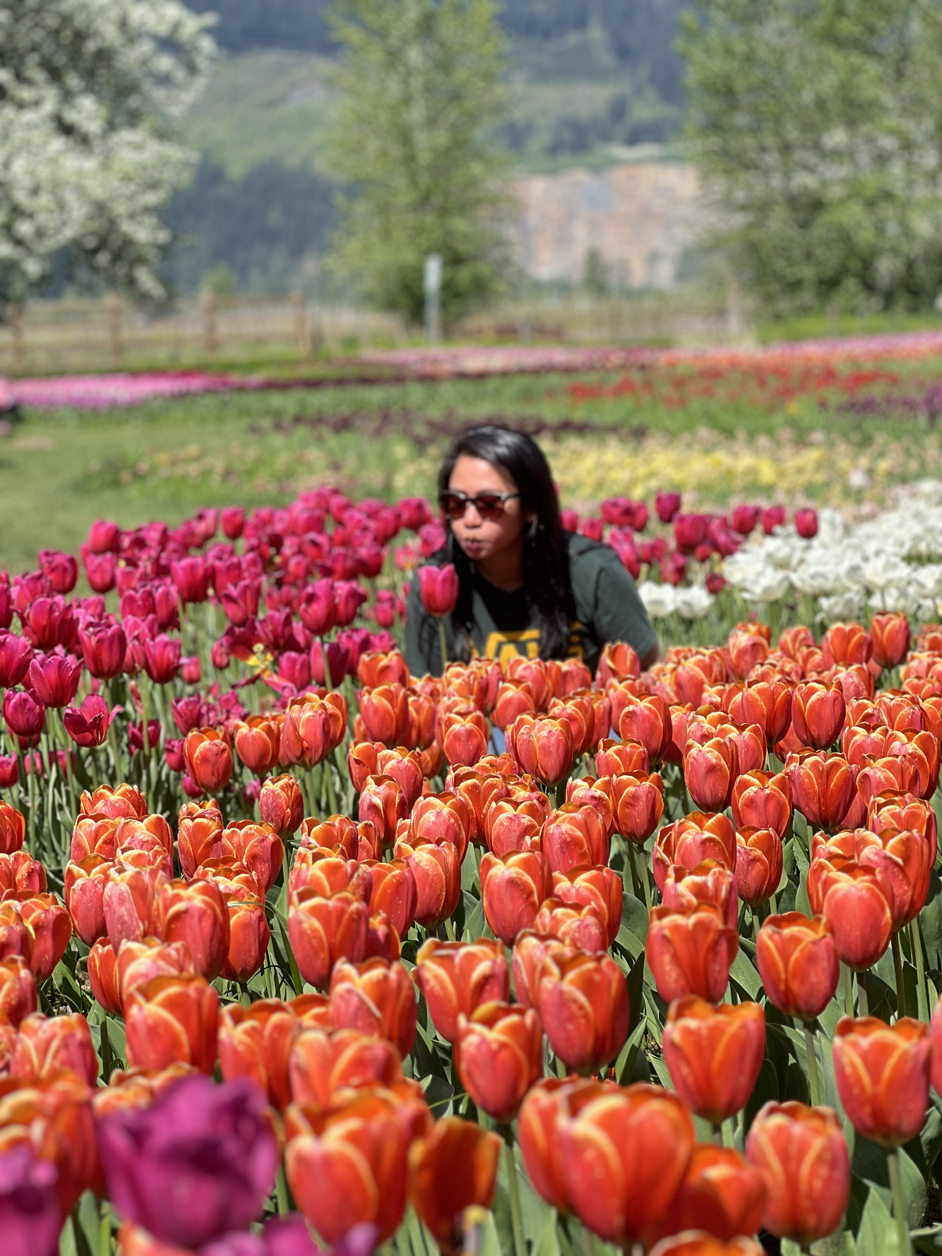 Tulip rows near the end of the walk