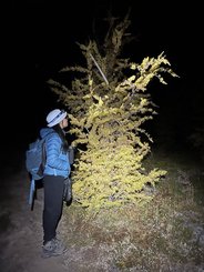 Looking closely at a golden larch tree in the dark illuminated by a headlamp