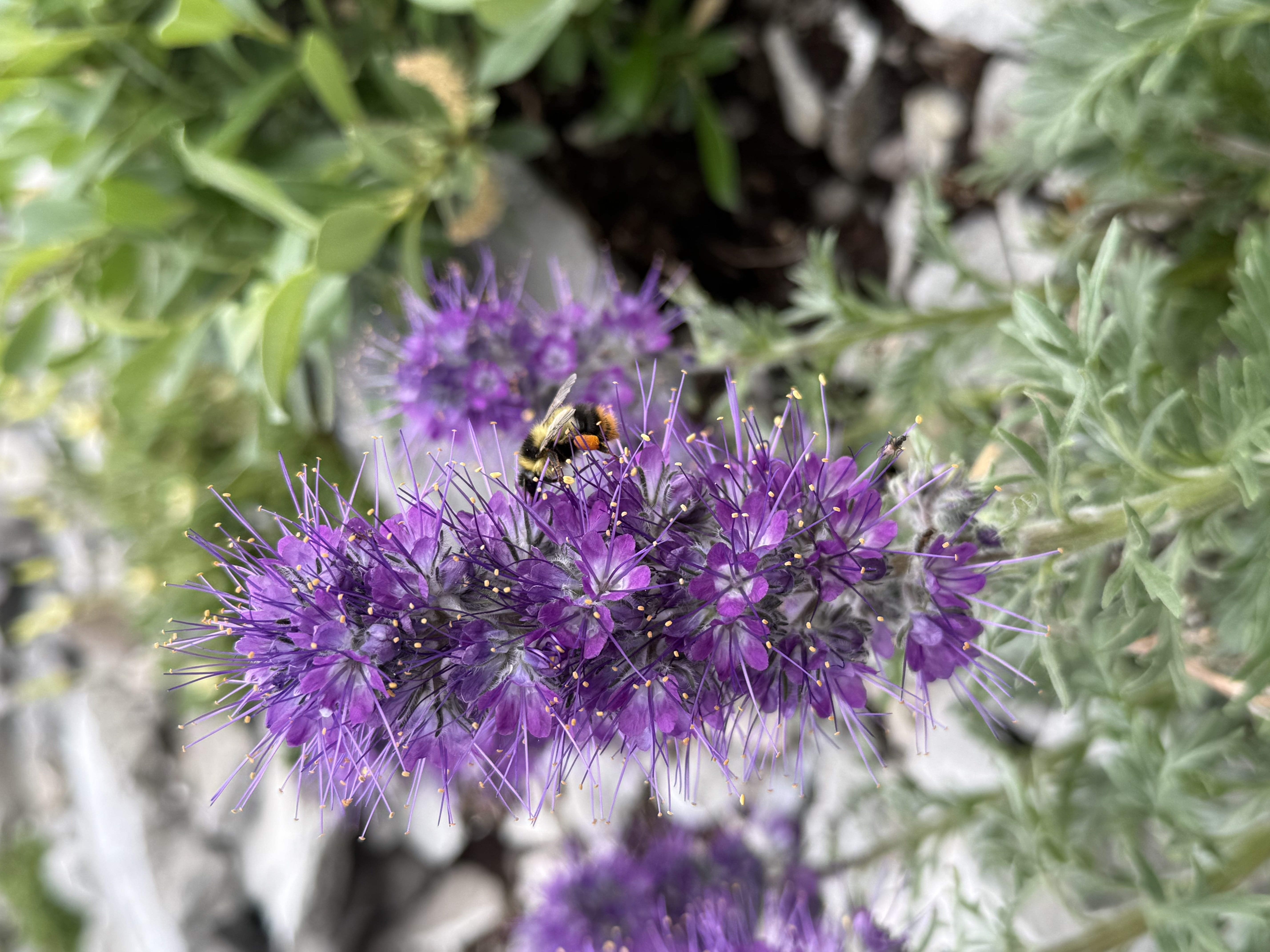 Bumblebee on a purple flower