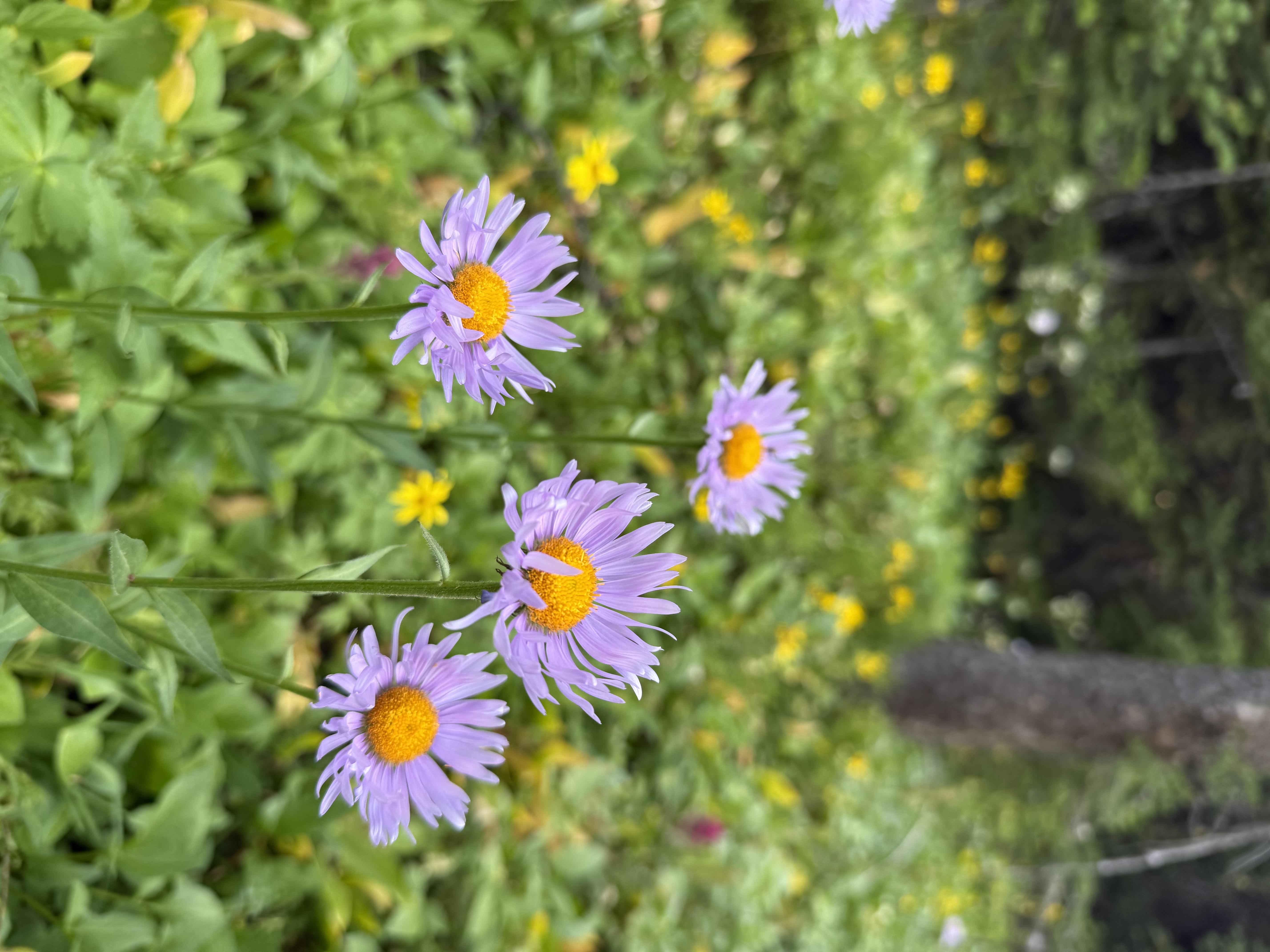 Purple blooming flowers